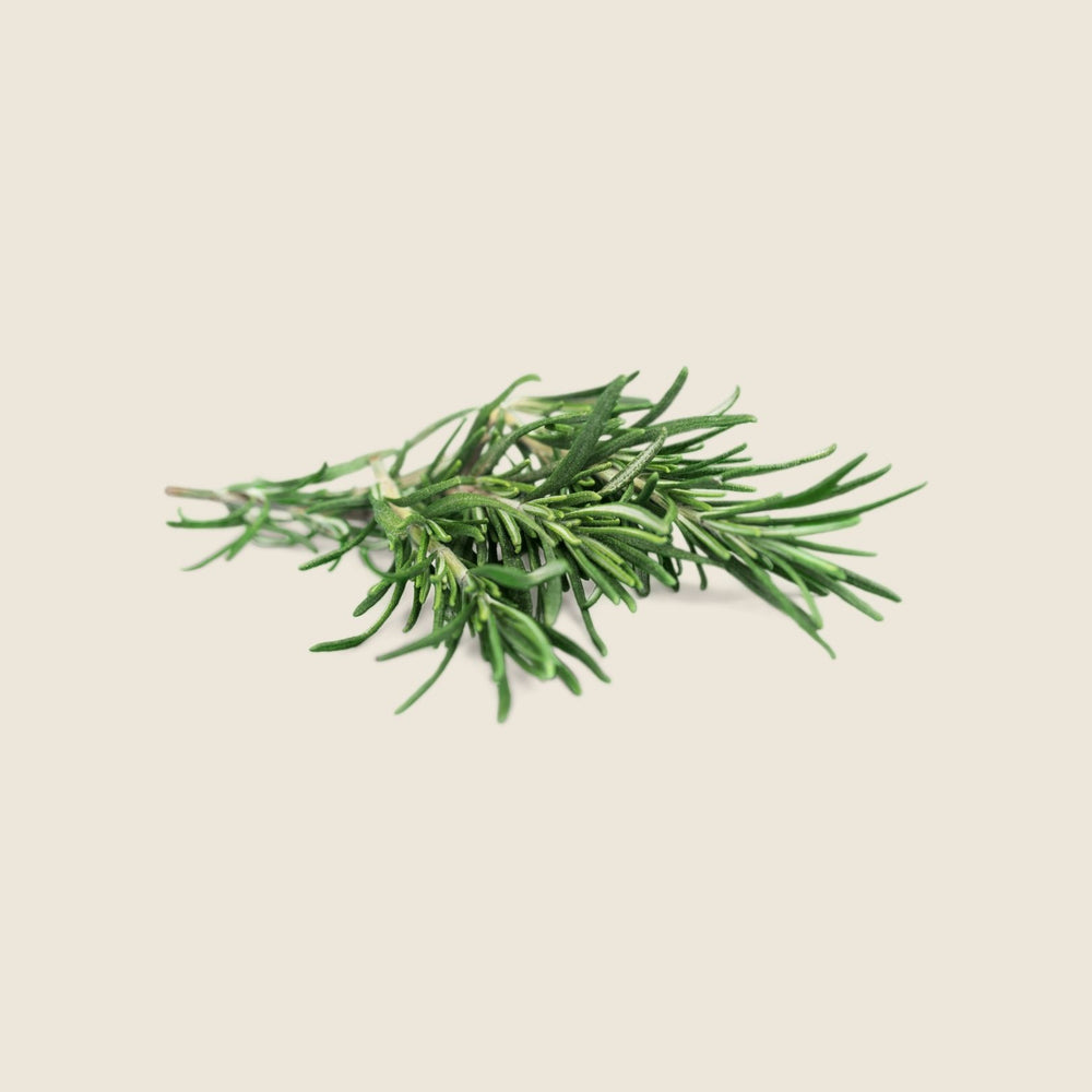 ESSENTIAL OIL - ROSEMARY