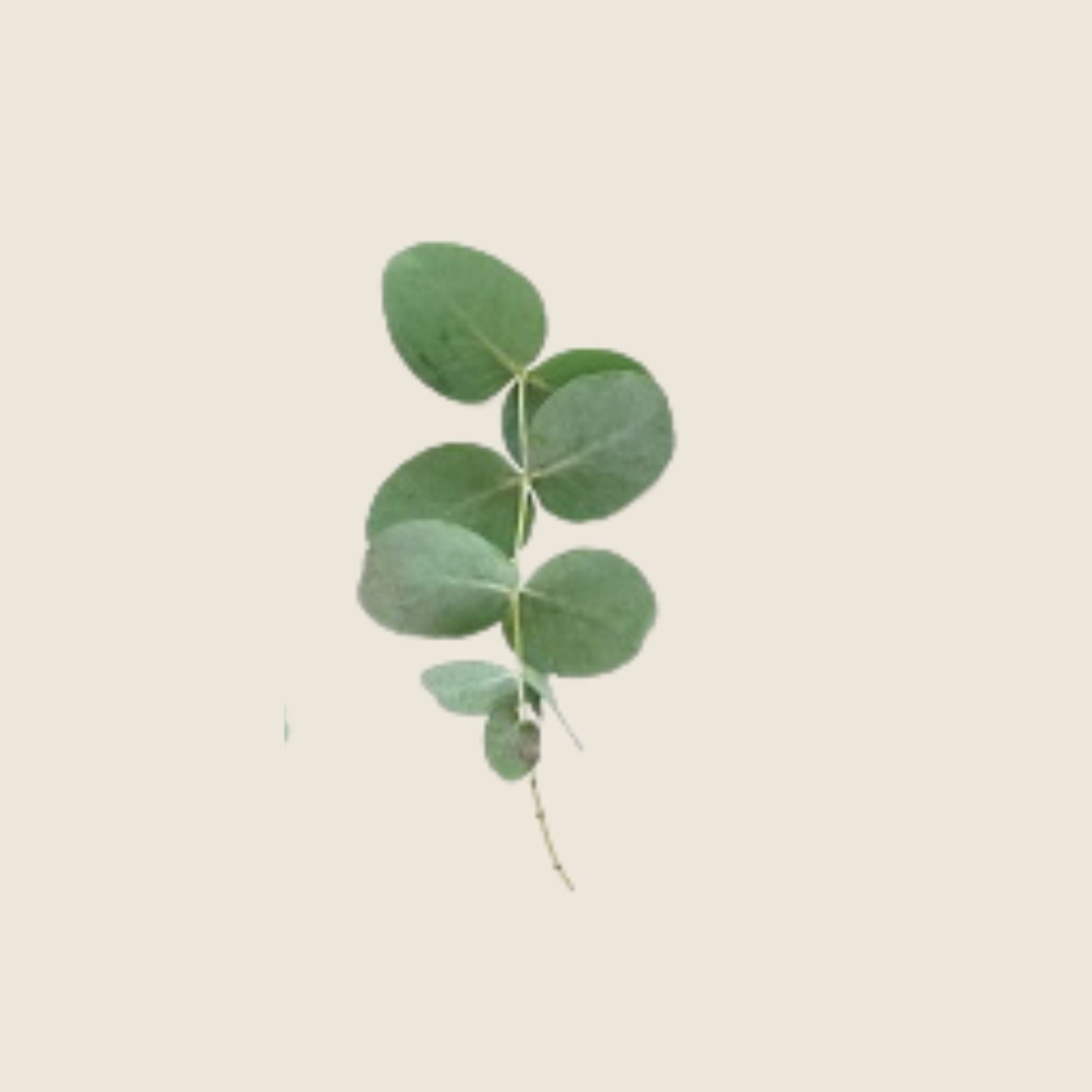 ESSENTIAL OIL - EUCALYPTUS