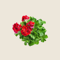 ESSENTIAL OIL - GERANIUM