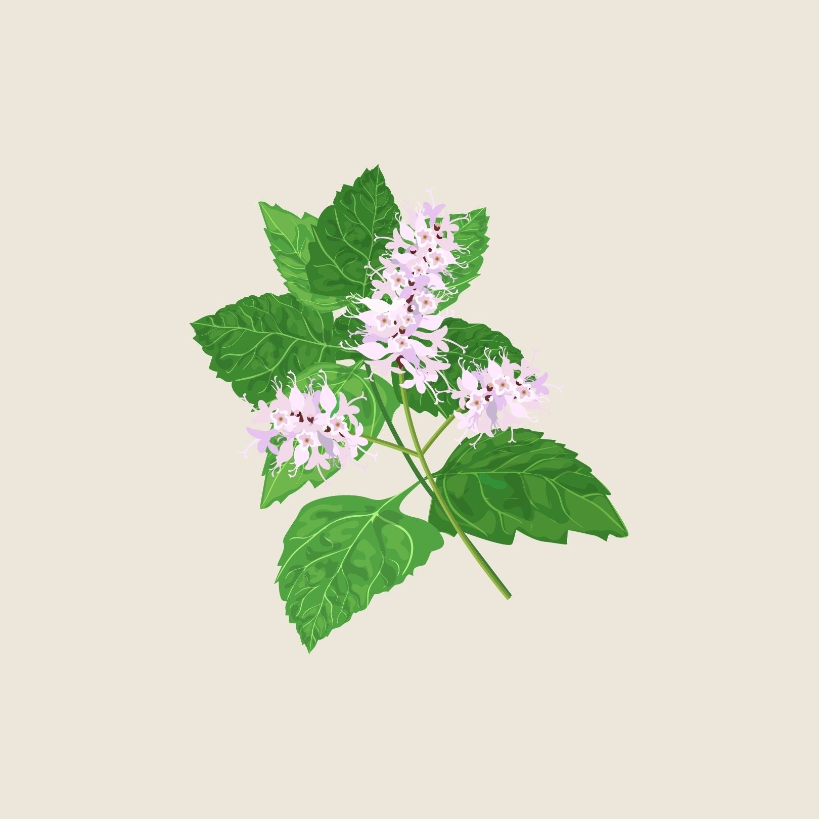 ESSENTIAL OIL - PATCHOULI