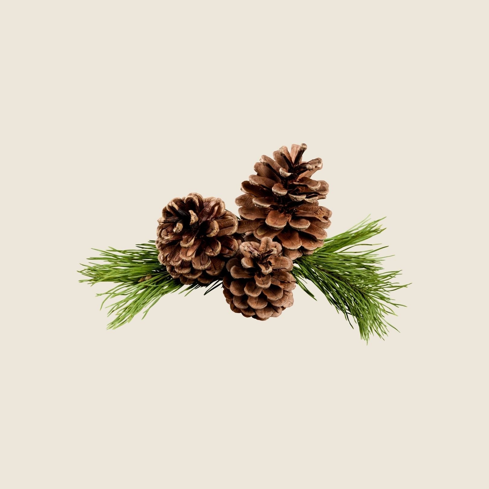 SKIN WASH - PINE
