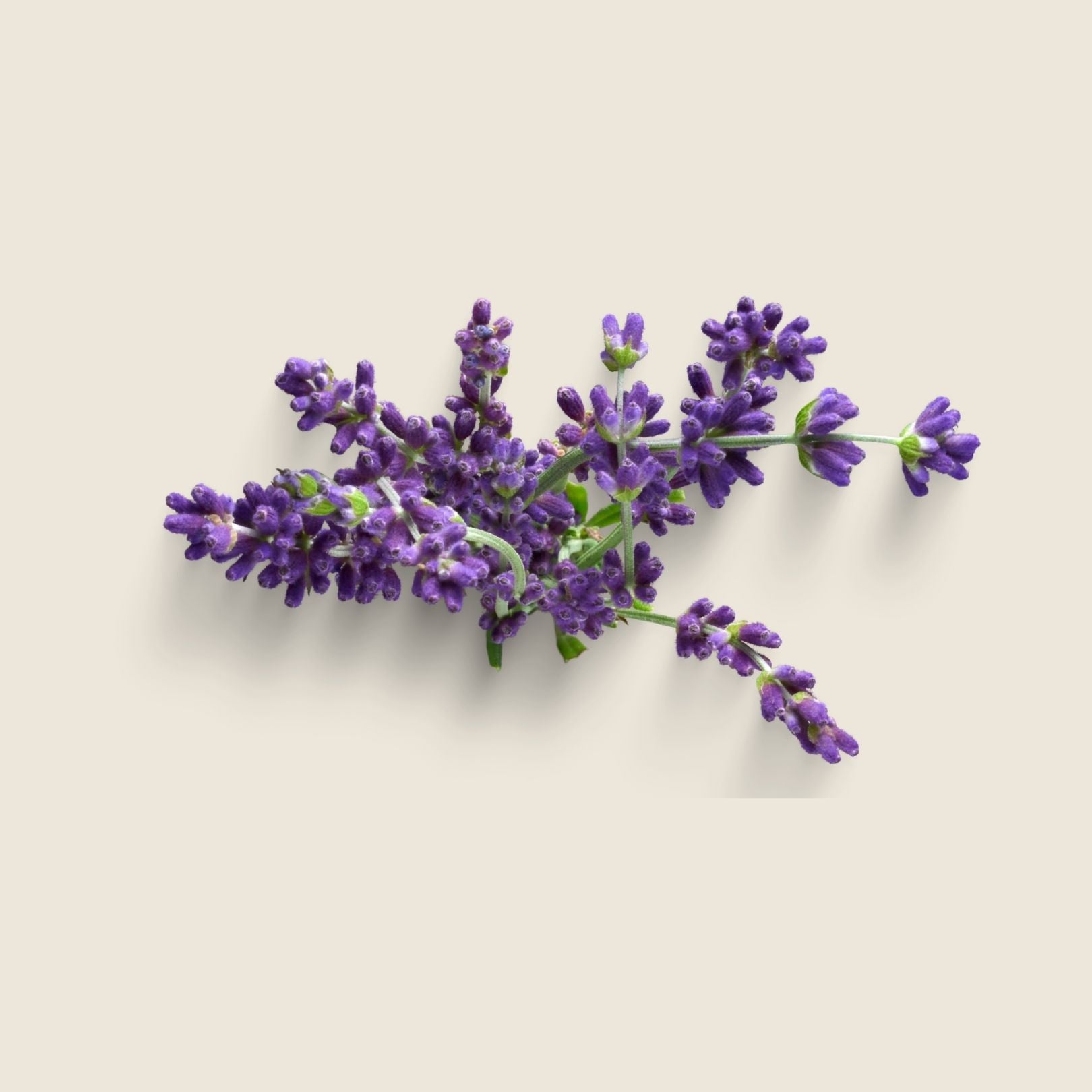 SKIN WASH - LAVENDER