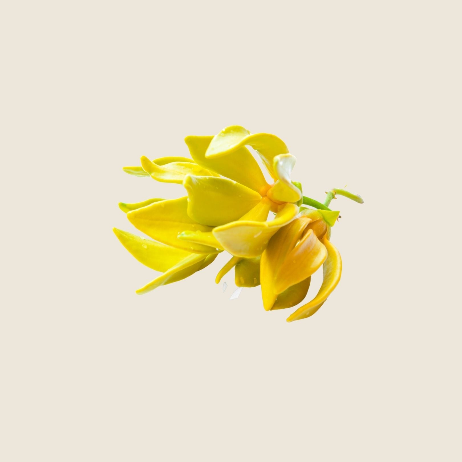 SKIN WASH - YLANG YLANG